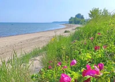 Apfelrosen am Strand der Ostsee