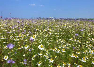Feld in der Nähe des Campingplatzes