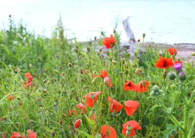 Mohnblumen an der Düne am Strand