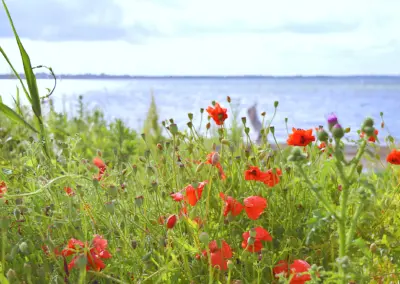 Mohnblumen in den Dünen am Strand