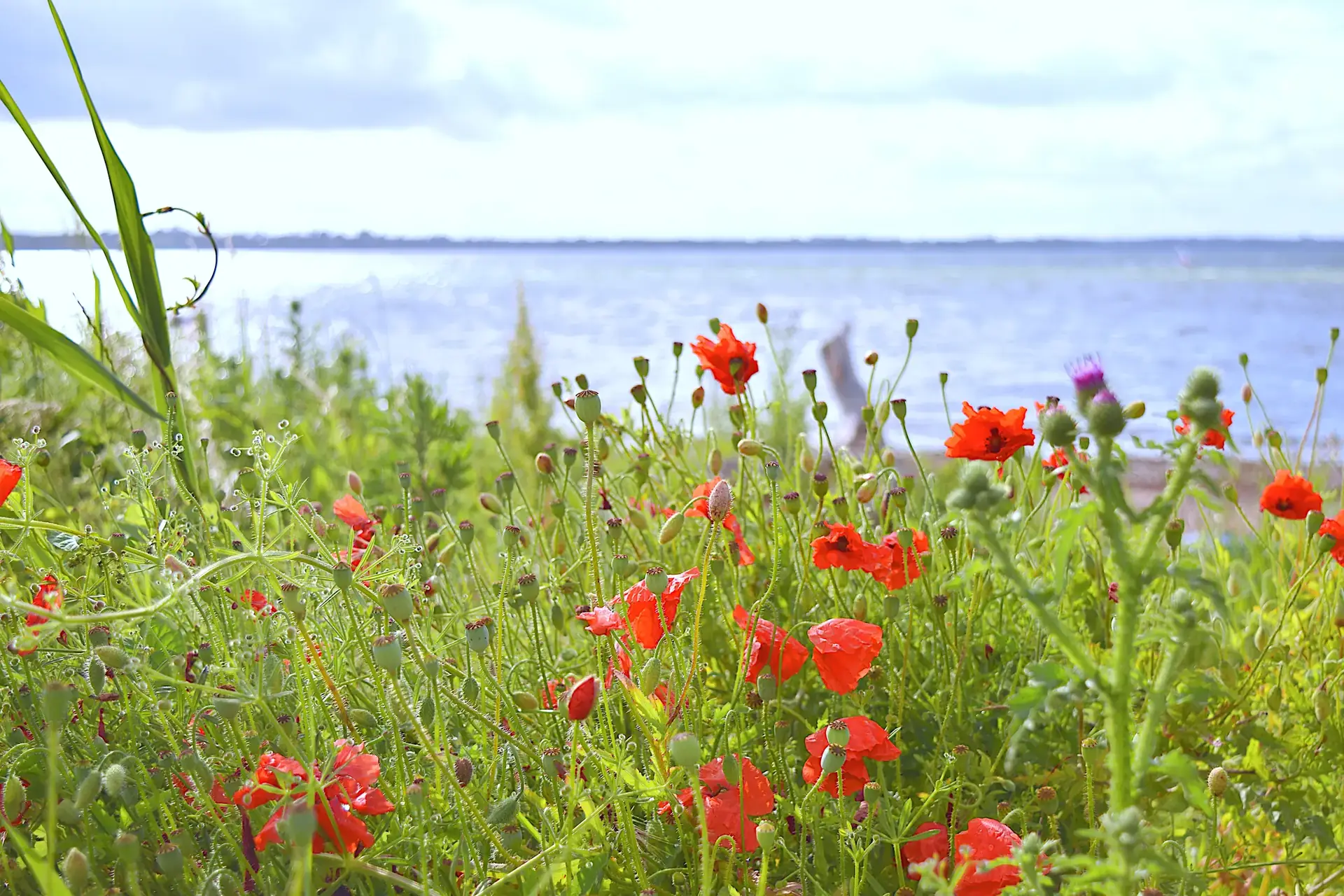 Mohnblumen in den Dünen am Strand