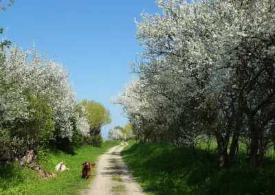 Weg nach Boltenhagen an der Ostsee